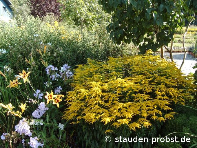 Solidago 'Strahlenkrone' - Goldrute