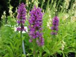 stachys-monnieri-hummelo