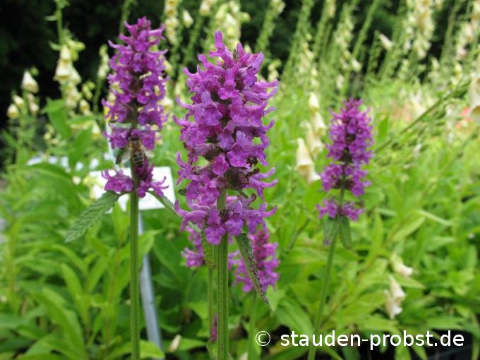 Stachys monnieri 'Hummelo' - Dichtblütiger Ziest