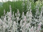 stachys-byzantina