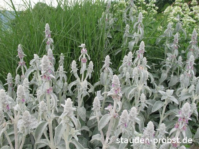 Stachys byzantina - Wollziest