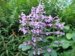 stachys-macrantha-superba-2