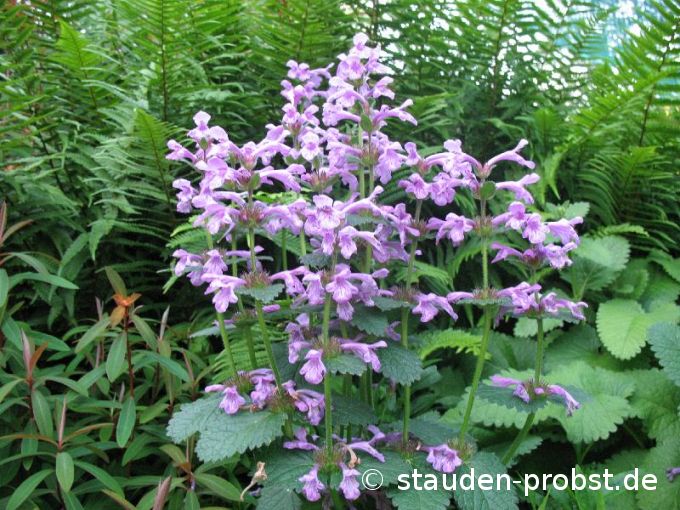 Stachys macrantha 'Superba' - Ziest