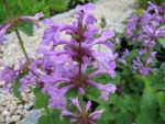 stachys-macrantha-superba