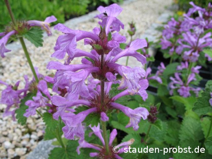 Stachys macrantha 'Superba' - Ziest