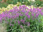 stachys-monnieri-hummelo-2