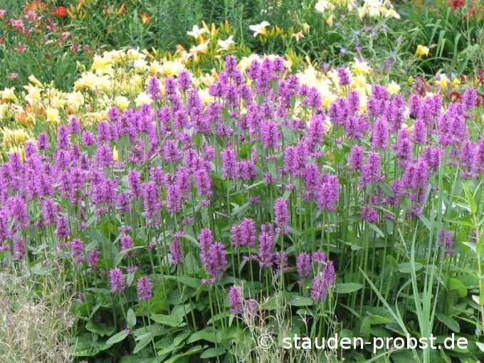Stachys monnieri 'Hummelo' - Dichtblütiger Ziest