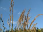 stipa-lasiagrostis-algaeu-3