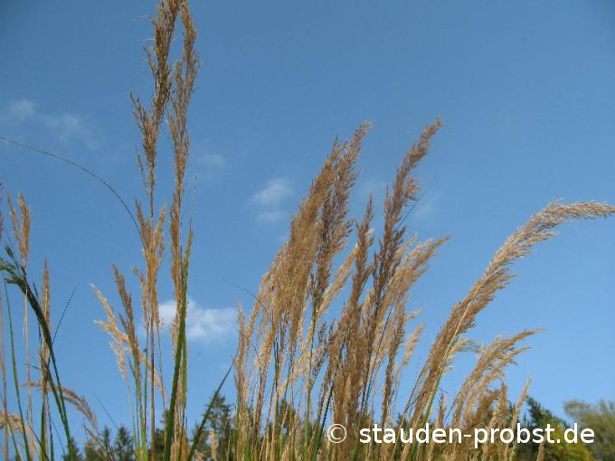 Stipa lasiagrostis 'Algäu' - Silberährengras