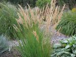 stipa-lasiagrostis-algaeu-4