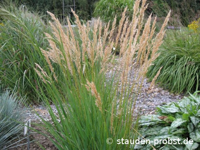 Stipa lasiagrostis 'Algäu' - Silberährengras