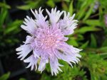 stokesia-laevis