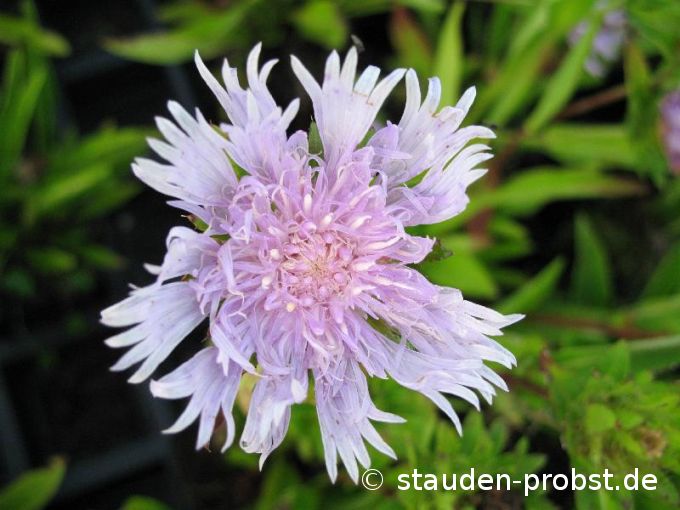 Stokesia laevis - Kornblumenaster