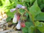 symphytum-grandiflorum-hidcote-blue
