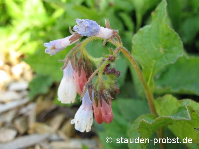 Symphytum grandiflorum 'Hidcote Blue' - Beinwell