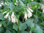 symphytum-grandiflorum