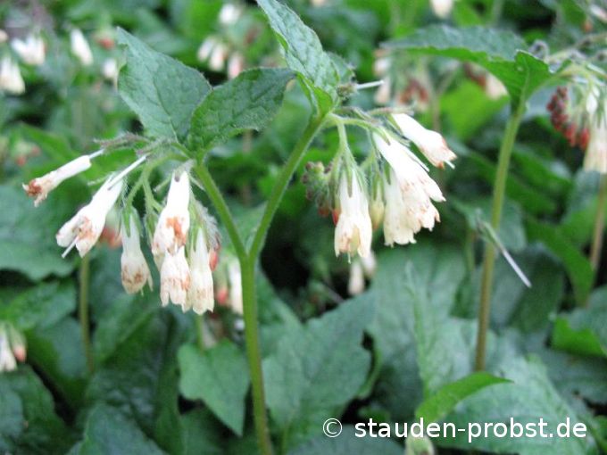 Symphytum grandiflorum - Gro&szlig;blütiger Beinwell