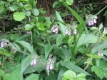 symphytum-officinale-2