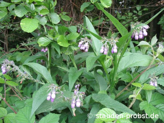 Symphytum officinale - Echter Beinwell