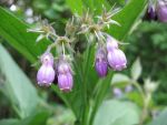 symphytum-officinale