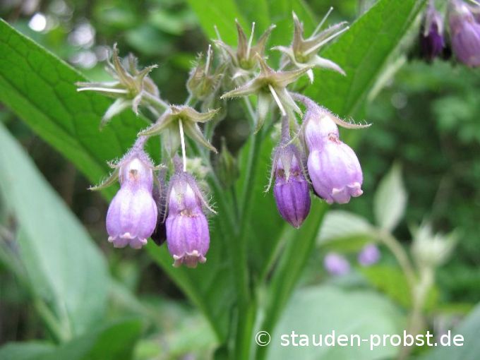 Symphytum officinale - Echter Beinwell