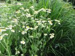 tanacetum-balsamita-2