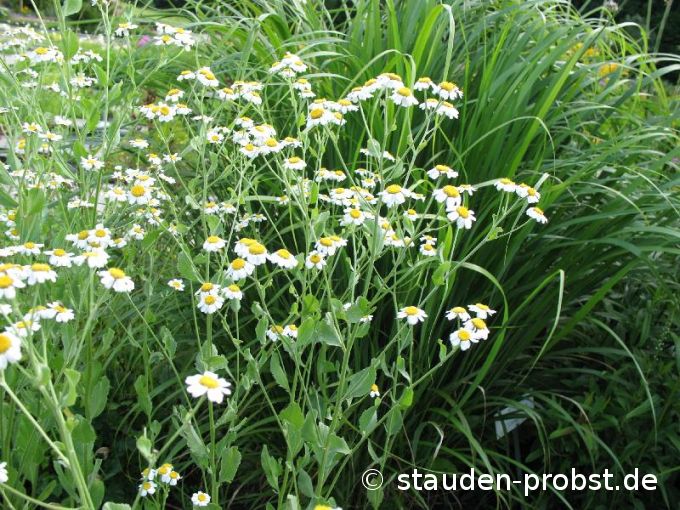 Tanacetum balsamita - Marienblatt