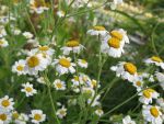 tanacetum-balsamita