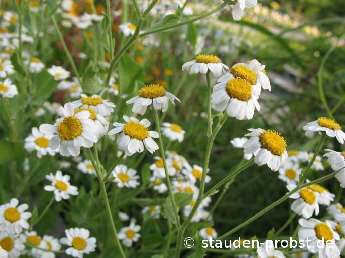 Tanacetum balsamita - Marienblatt