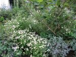 tanacetum-niveum-jackpot-2