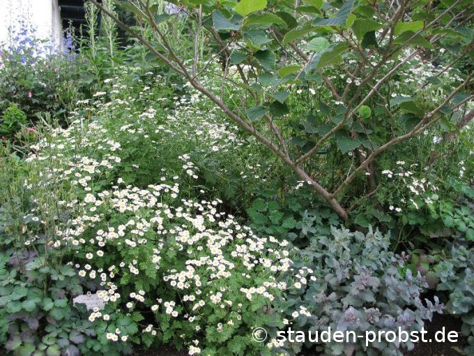 Tanacetum niveum 'Jackpot' - Mutterkraut