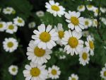 tanacetum-niveum-jackpot