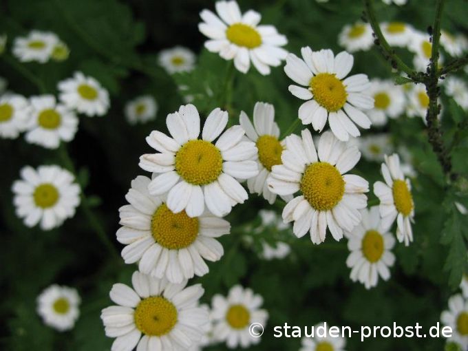 Tanacetum niveum 'Jackpot' - Mutterkraut