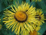 telekia-speciosa-2
