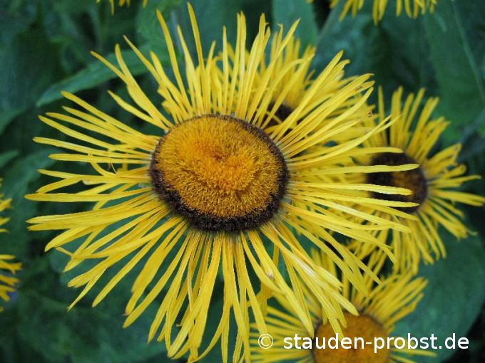 Telekia speciosa - Telekie, Ochsenauge