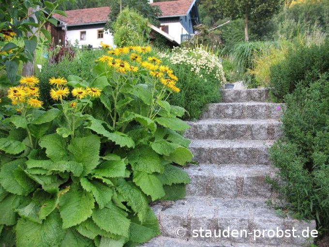 Telekia speciosa - Telekie, Ochsenauge