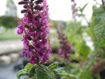 teucrium-hyrcanicum-paradise-delight