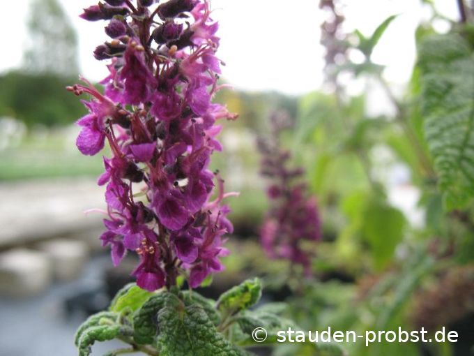 Teucrium hyrcanicum 'Paradise Delight' - Kaukasus Gamander