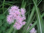 thalictrum-aquilegifolium