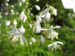 thalictrum-delavayi-album