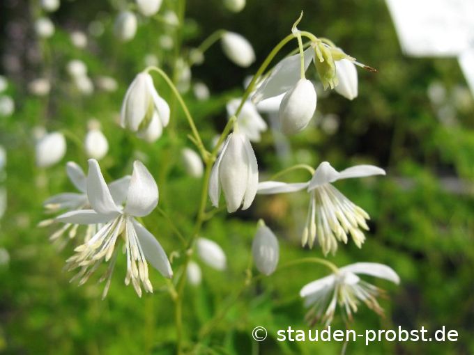 Thalictrum delavayi 'Album' - Wiesenraute