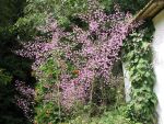 thalictrum-delavayi-hewitts-double-2