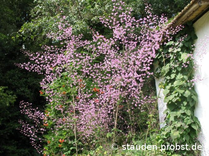 Thalictrum delavayi 'Hewitts Double' - China Wiesenraute