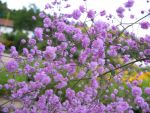 thalictrum-delavayi-hewitts-double-5