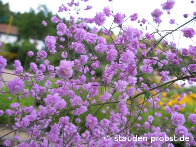Thalictrum delavayi 'Hewitt's Double' - China Wiesenraute