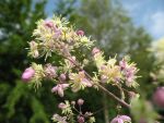 thalictrum-elin