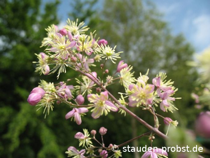 Thalictrum 'Elin' - Riesenwiesenraute