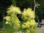 thalictrum-flavum-ssp-glaucum