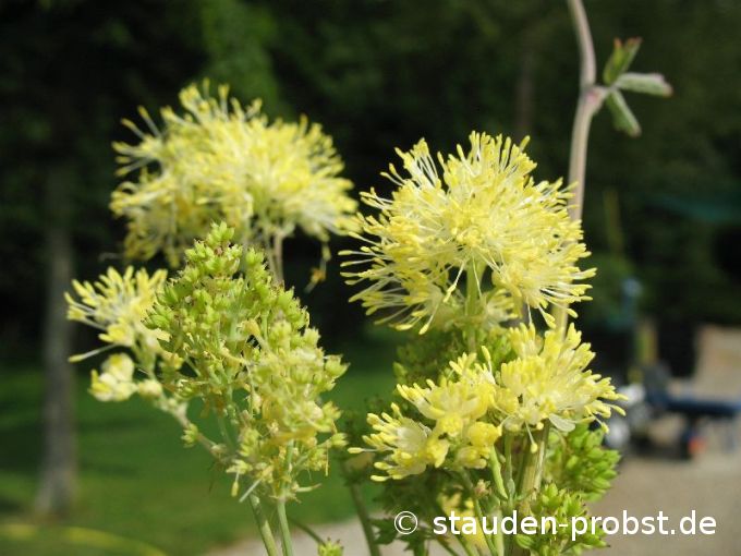 Thalictrum flavum ssp. glaucum - Gelbe Wiesenraute