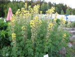 thermopsis-lanceolata-2